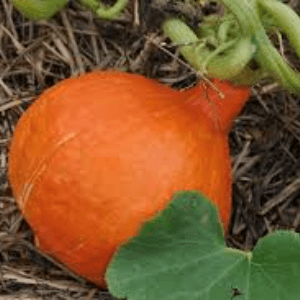 courge potimarron