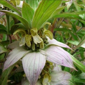 Monarde ponctuée