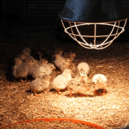 La Ferme d'à côté #4