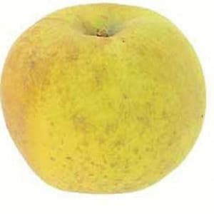 Pommier en racine nue variété