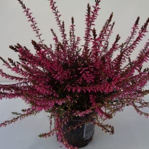 Calluna teintée rose pot 10 cm