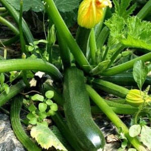 Plant de Courgette verte 'Zucchini'
