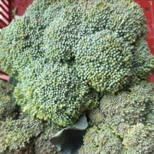 CHOU BROCOLI