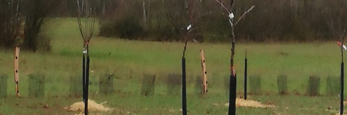 Bannière de Catalina Bolot