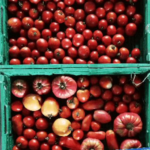 Tomates de saison