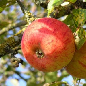 Pommier "Reine des Reinettes" / Scion sur 106