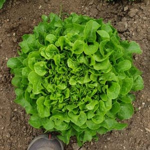 Salade feuille de chêne