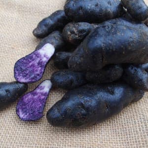pomme de terre violette
