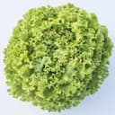 Batavia Gogueta (les 15 en mini-motte) - Barquette de 15 mini-mottes