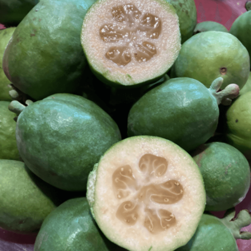 🐸 Feijoa