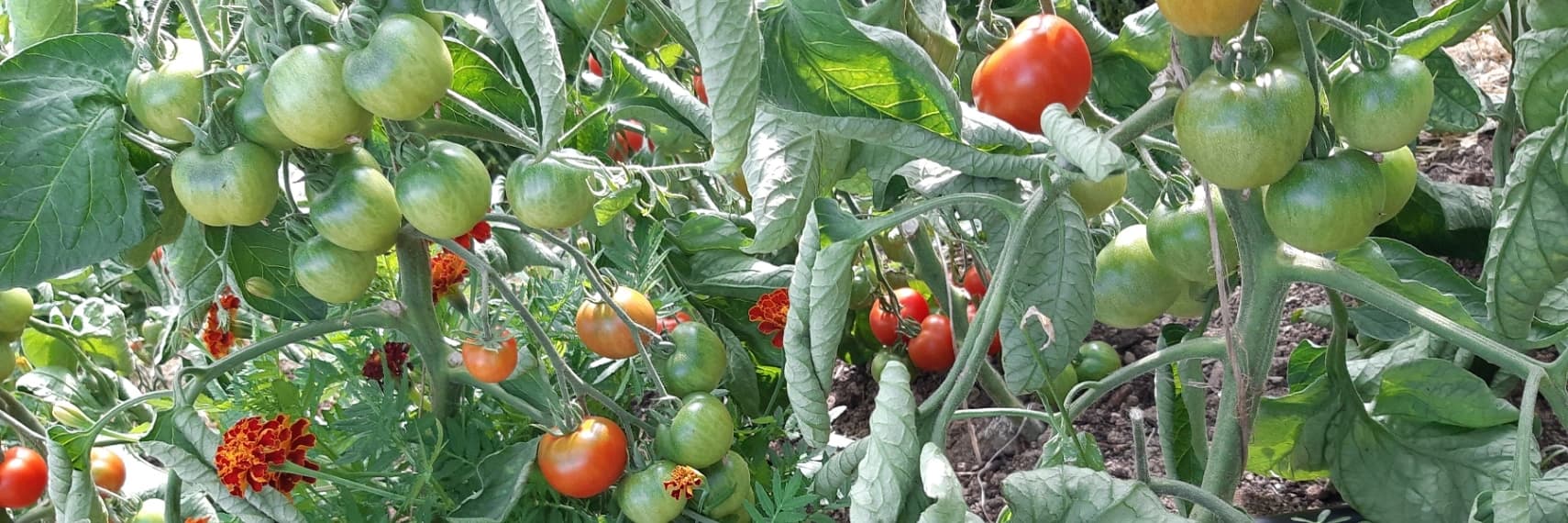 Bannière de GAEC La Chouette Isop