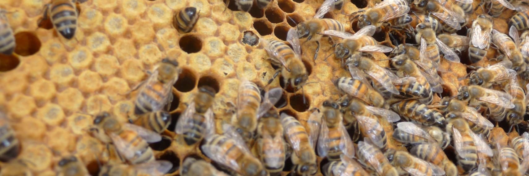 Bannière de Goutte de Miel