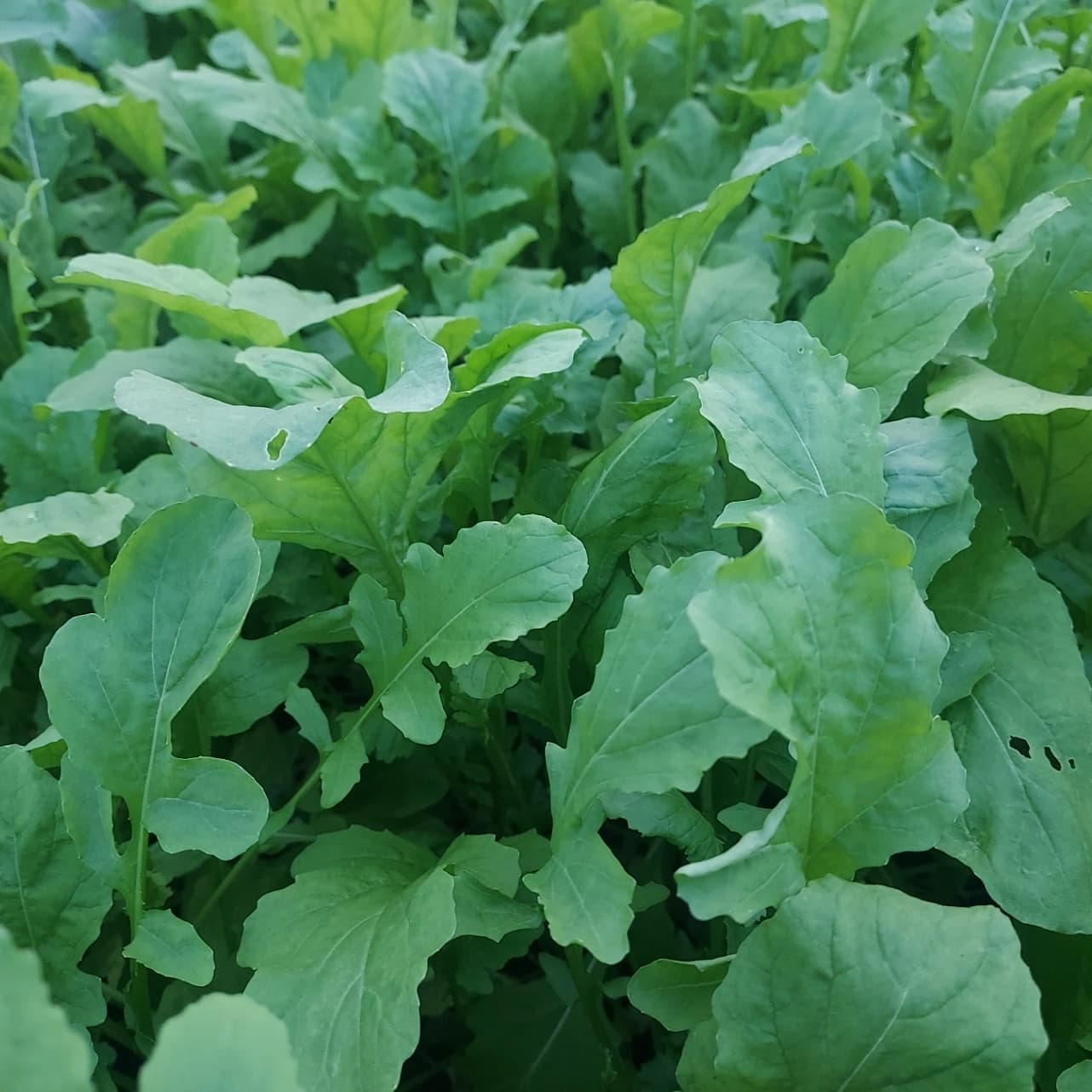 Jeunes pousses de roquette