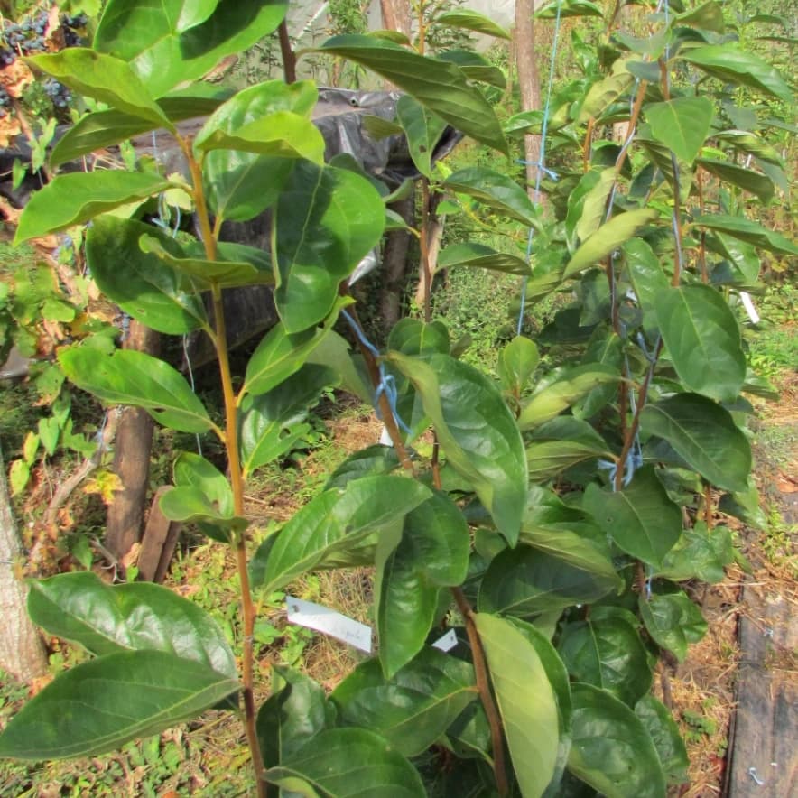 Kaki (plaqueminier) Fuyu (scion)