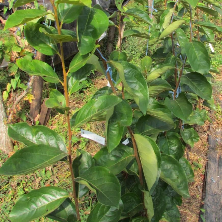 Kaki (plaqueminier) "Le vignolais" (scion)