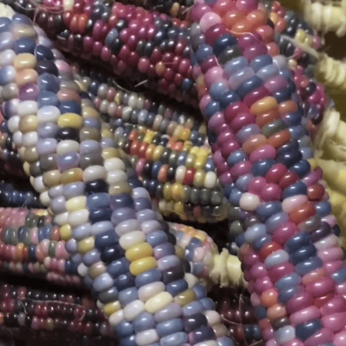 🐸 Maïs multicolore 🌽