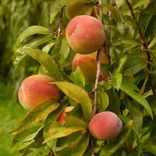 Pêcher de vigne à pêches jaunes