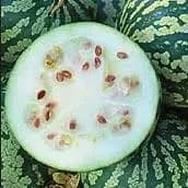 Pastèque à confiture 