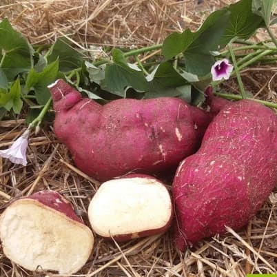 Patate douce blanche 