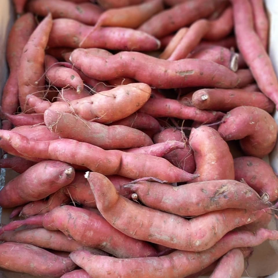 patate douce petit calibre