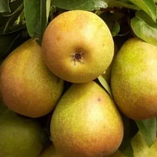 Poirier "Beurré Hardy"