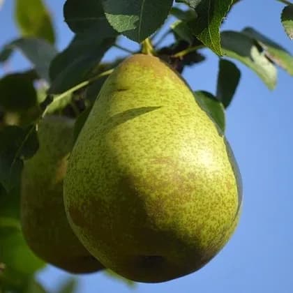 Poirier "Bon-Chrétien Williams"