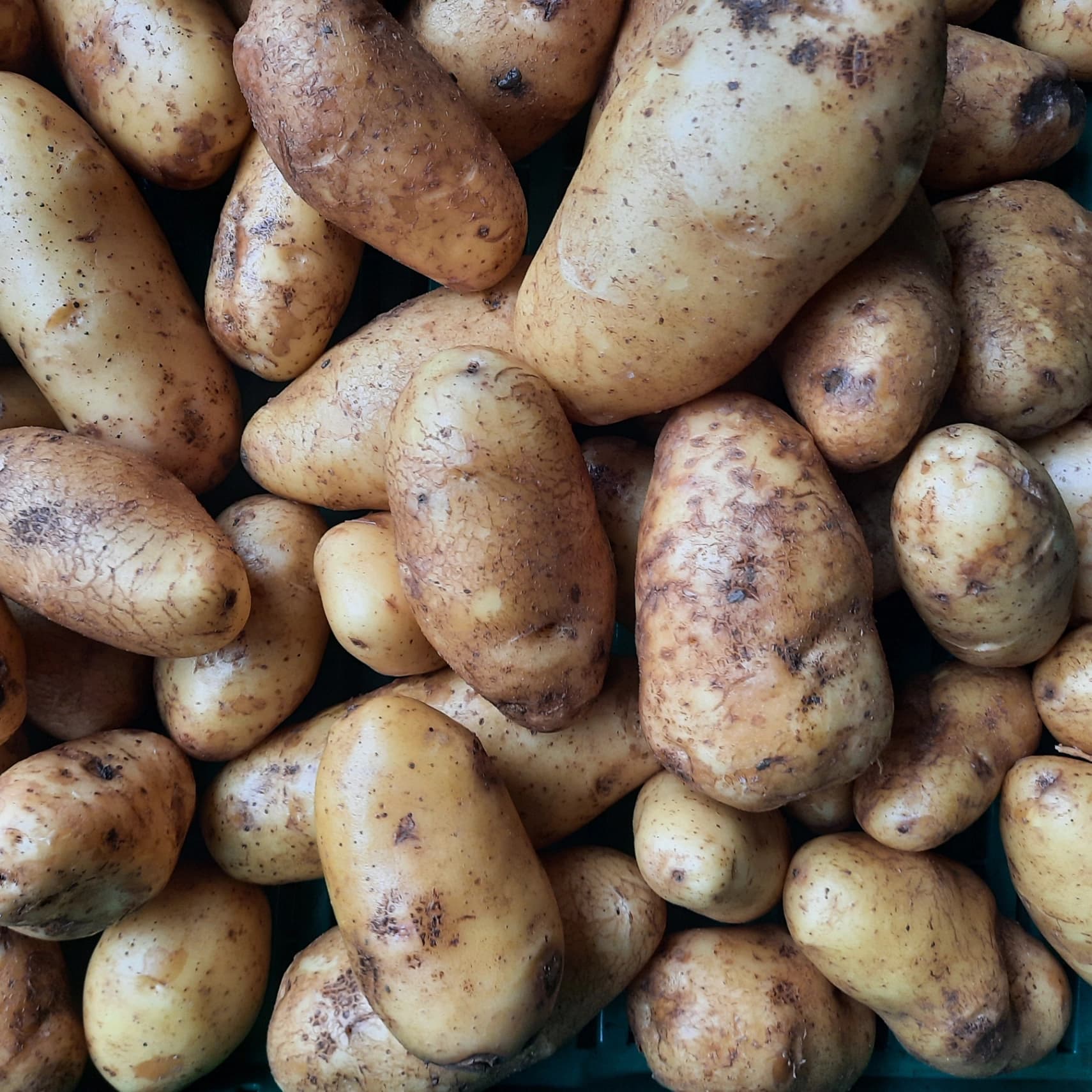 Pomme de terre chair FERME