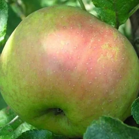 Pommier "Feuilloux" / Scion sur 106