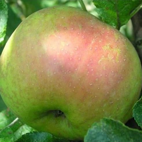 Pommier "Feuilloux" / Scion sur 111