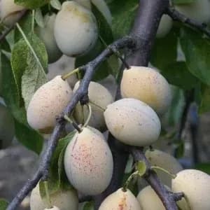 Prunier "ente blanche-ente jaune"