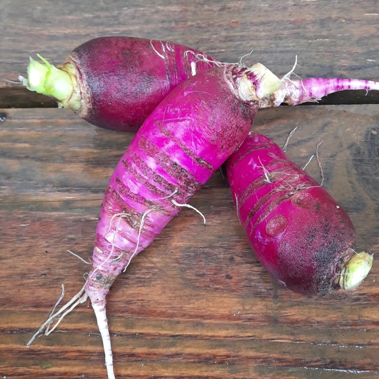 Radis bleu d'automne vrac