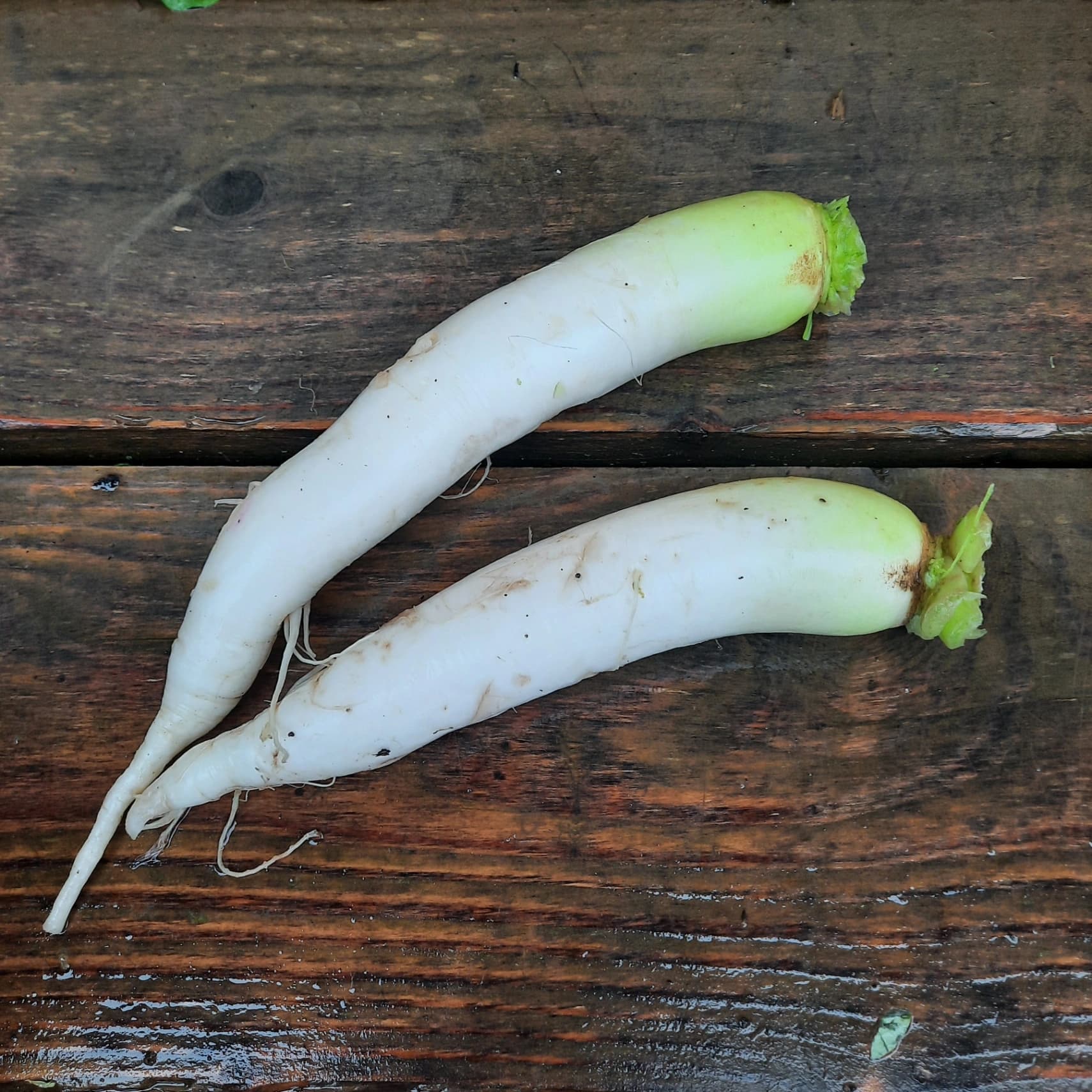 Radis Glaçon Daikon vrac