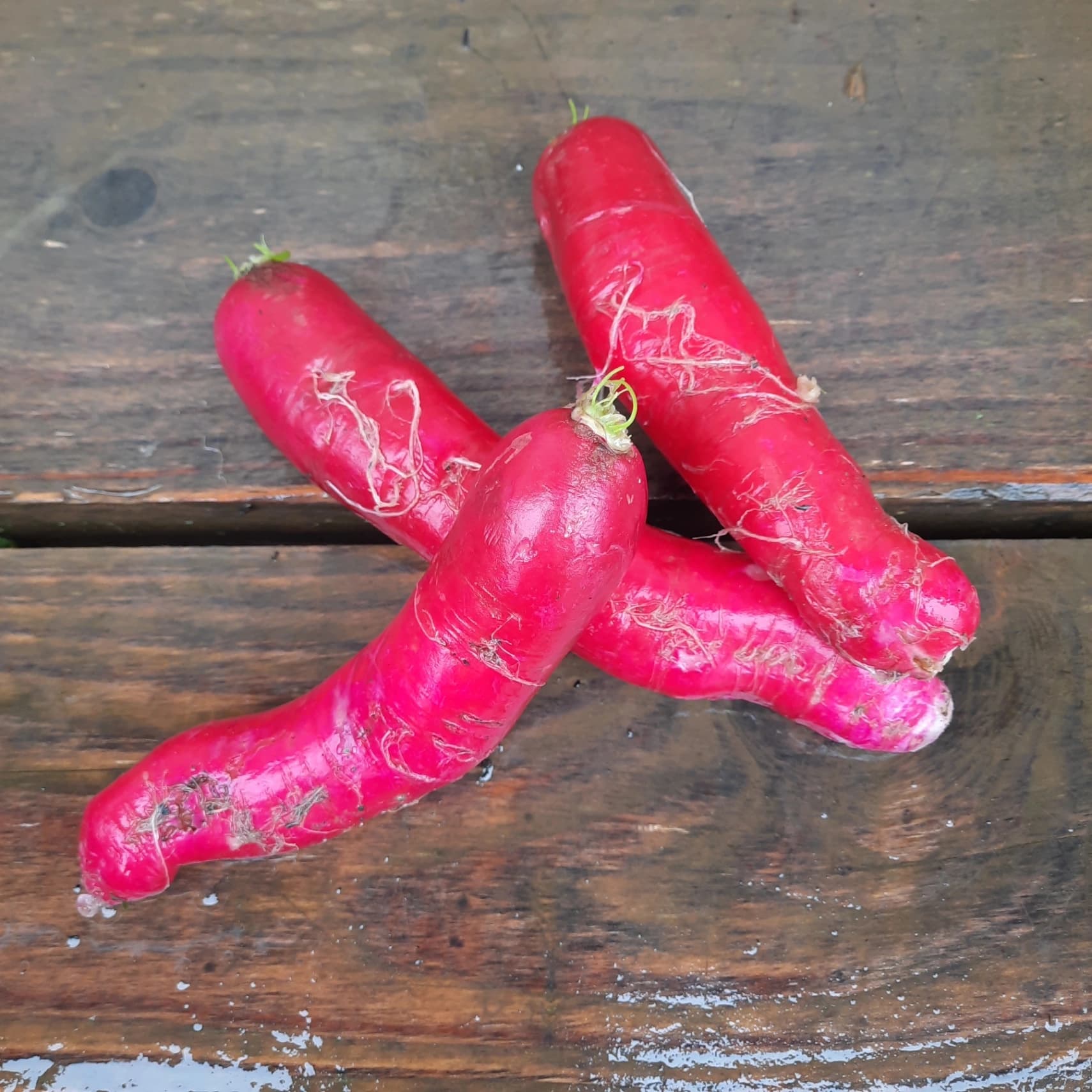 Radis long rose Ostergruss vrac