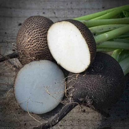 Radis rond noir
