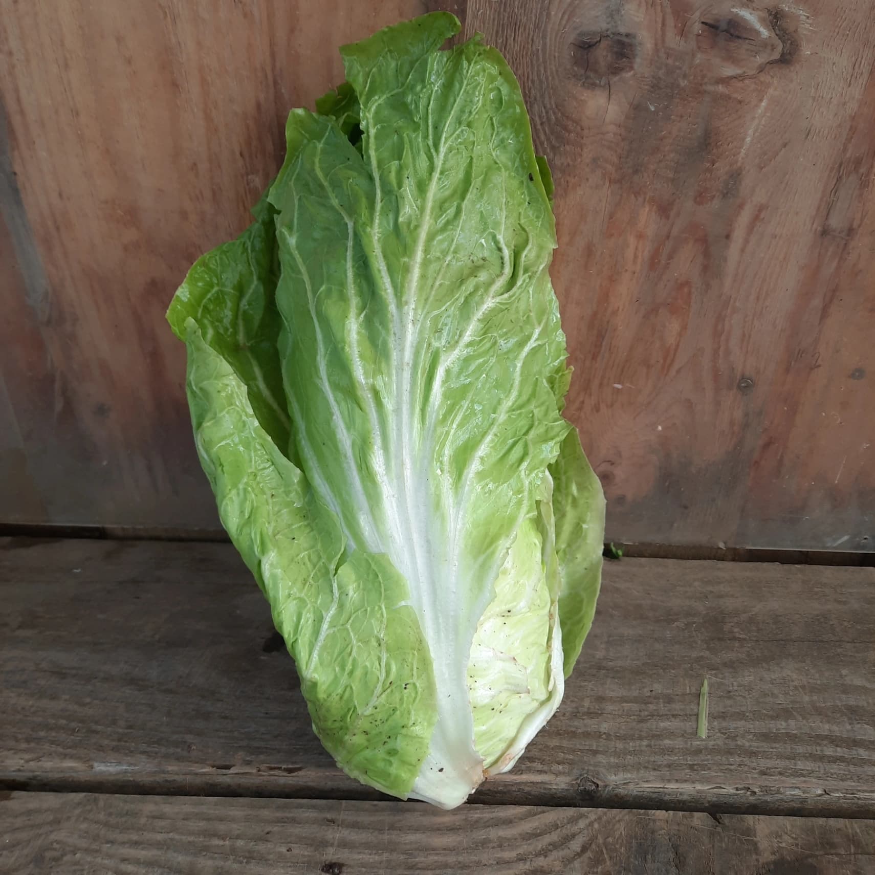 Salade chicorée pain de sucre