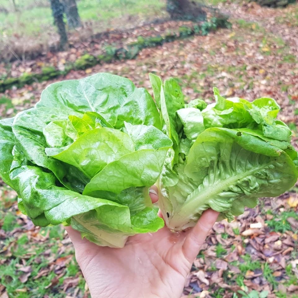 Salade Sucrine Petite x2