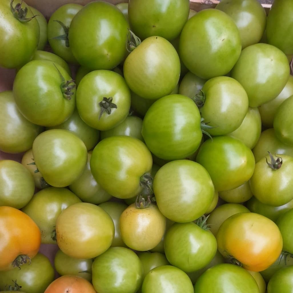 Tomate verte (pour confiture)