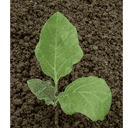 Plant aubergine - violette