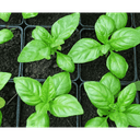 Plant Basilic - grand vert