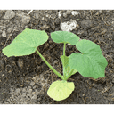Plant courgette - verte