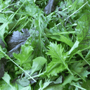 Mesclun de Crucifères