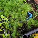 Plant Aneth