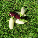 Aubergine - - 500g 