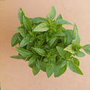 Basilic - - bouquet