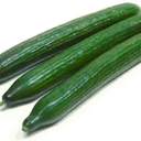 concombre long - concombre long