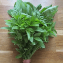 Basilic - botte