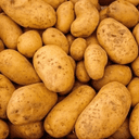 Pomme de terre Nicolas