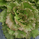 salade batavia brune