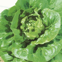 salade sucrine