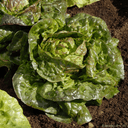 salade rougette